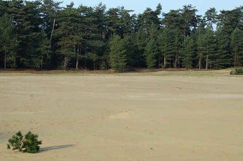 dunes et forêt