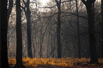 januari van Sebastian Stef