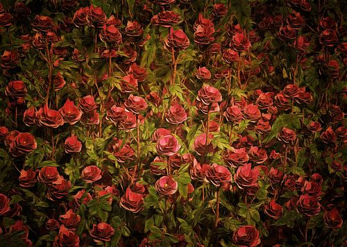 Roses – Cardinal Richelieu roses