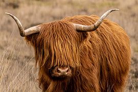 Schottische Highlander-Kuh