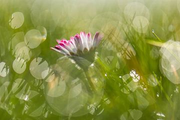 daisy in a bokeh meadow by Tania Perneel