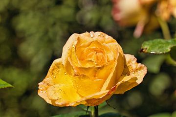 gele, bloeiende roos met dauw van Carl-Ludwig Principe