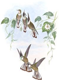 Guerin’s Helmet-Crest, John Gould
