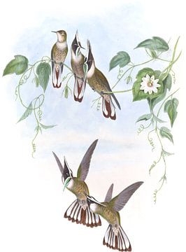 Guerin's helmcrest, John Gould van Hummingbirds