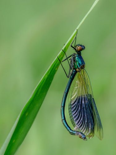 Meadow creek damselfly
