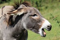 Lustiger Esel
