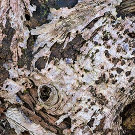 Abstraction naturelle sur Eugene Winthagen