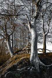 Ostfriesland - Wallhecke im Winter von Naturfotograf in Ostfriesland