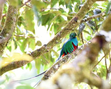 Quetzal (Colourful bird from Central America) by Rini Kools