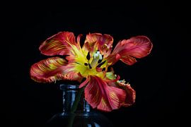 Papageientulpe von SEE ME fotografie