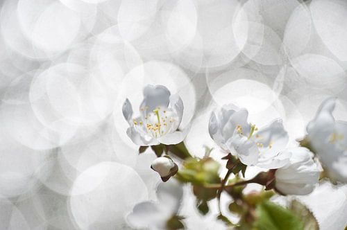 bloesem met zonneglittertjes