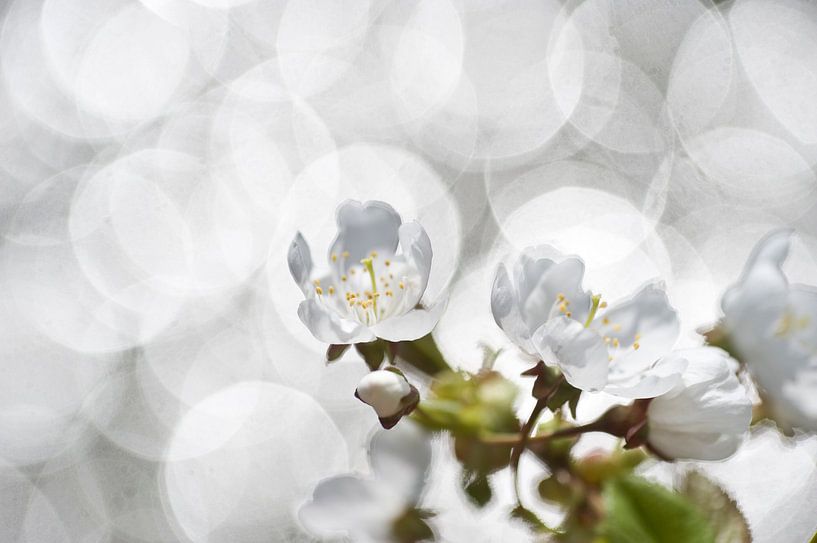 blossom with sun glitter by George Burggraaff