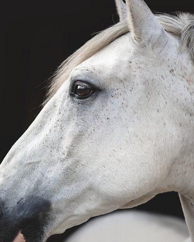 Bildende Kunst für Pferde