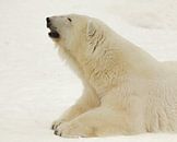 Porträt einer Polarbestie. Nahaufnahme. Schöner und zufriedener arktischer Eisbär im Winter gegen de von Michael Semenov Miniaturansicht