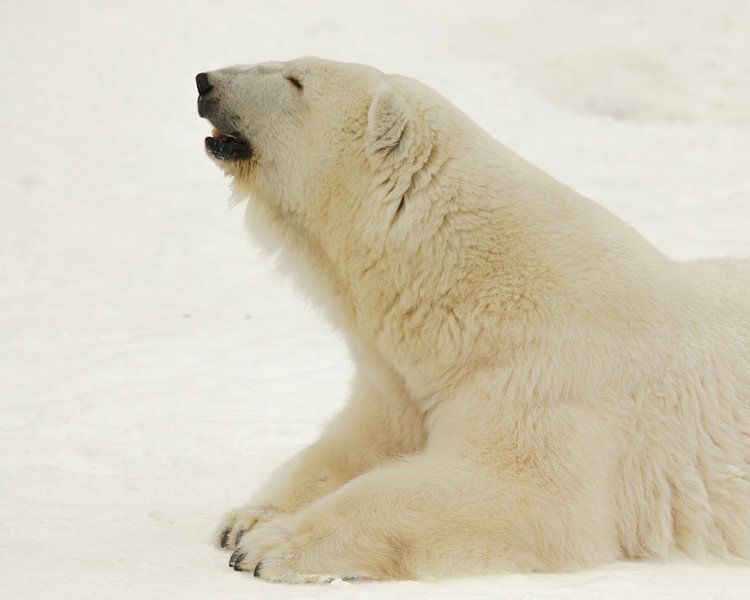 Portrait d'une bête polaire. Gros plan. Un ours polaire arctique beau et content en hiver contre la  par Michael Semenov