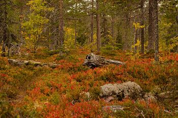 Fulufjället-Nationalpark in Schweden
