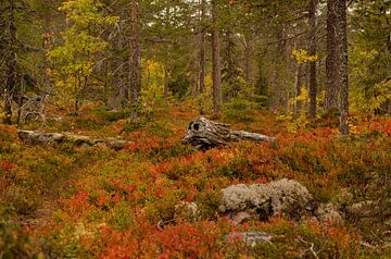 Fulufjället National Park in Zweden van Corrie Post