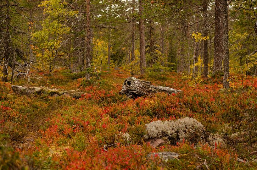 Fulufjället National Park in Sweden by Corrie Post