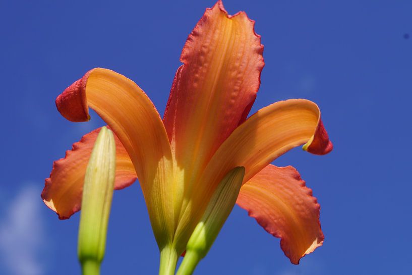 Lily by Bennie Eenkhoorn
