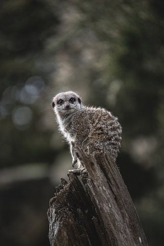 Het stokstaartje kijkt mij recht aan bovenop een stuk hout
