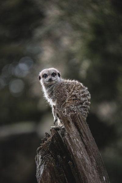 Das Erdmännchen schaut mich auf einem Stück Holz direkt an von Jolien Berntsen