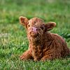 Scottish Highlander calf lying in the grass by Marjolein van Middelkoop