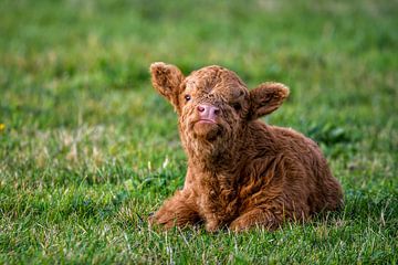 Scottish Highlander calf lying in the grass