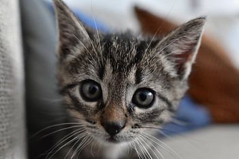 Je hebt me gevonden..