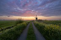 Broekmolen in spring