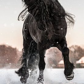 Beautiful Friesian horse in the snow by Cynthia Verbruggen