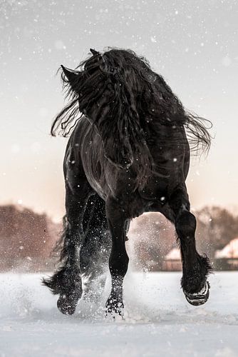 Beautiful Friesian horse in the snow
