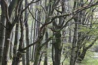 Buchenwald im Sommer