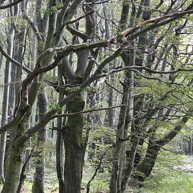Buchenwald im Sommer von Martin Flechsig