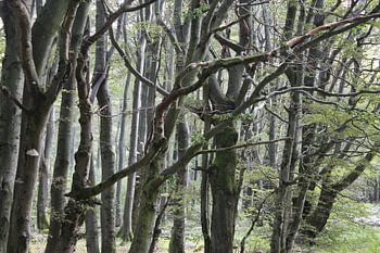 Buchenwald im Sommer