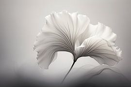 Blume von Bert Nijholt