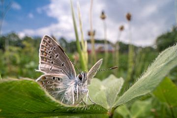 vlinder sur Paul Glastra Photography