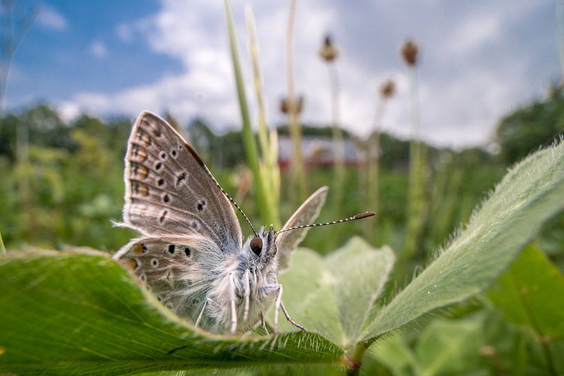 vlinder van Paul Glastra Photography