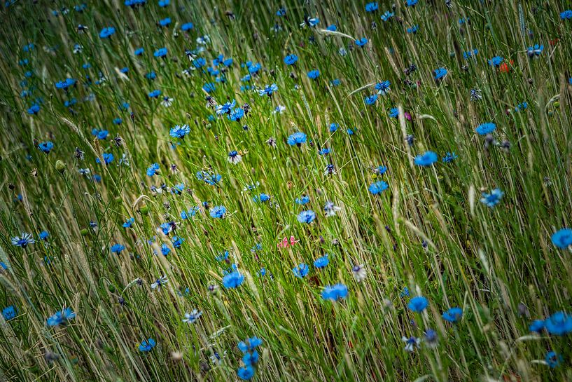 Korenbloemenveld liggend par Freddy Hoevers