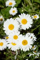 Marguerites, Duitsland