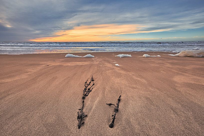 Algues échouées sur la plage par peterheinspictures