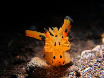 Pikachu zeeslak (nudibranch), Tulamben, Bali, Indonesië