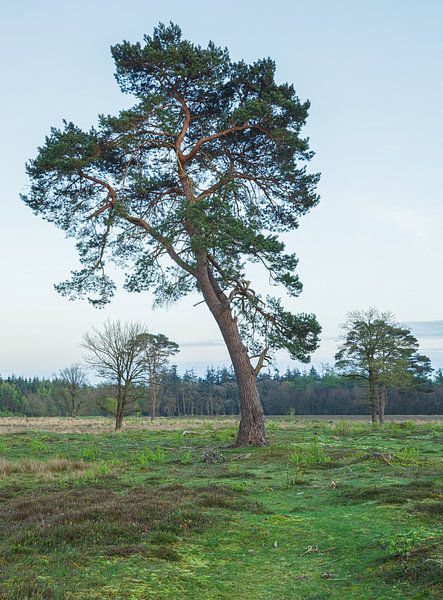 Schipborg - Drenthe (Netherlands) by Marcel Kerdijk