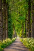 Belle allée d'arbres en Drenthe