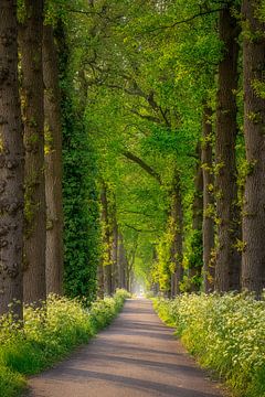 Belle allée d'arbres en Drenthe sur Bea Budai