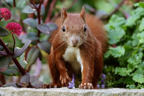 Auge in Auge mit dem Eichhörnchen