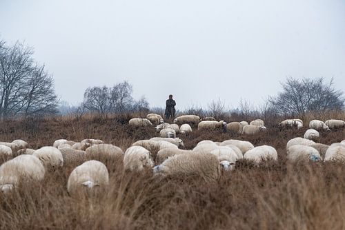 Schaapherder en kudde 02