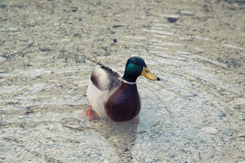 Mallard by Bo Valentino