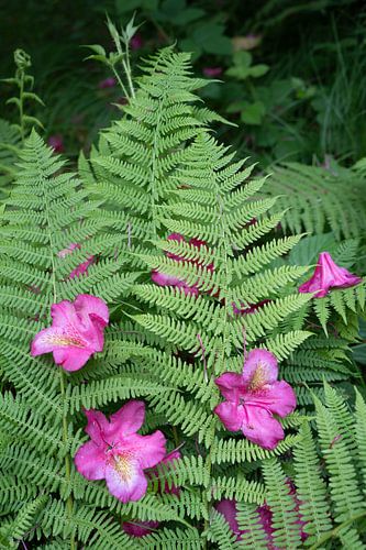 Rhododendronbloesems en groene varenbladeren