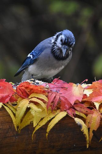 A blue jay in autumn