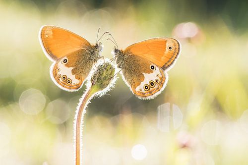 together in wonderland